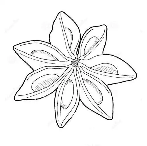 儿童简笔画香料八角的简单画法