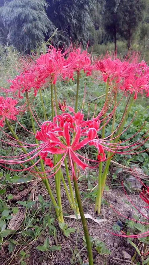 其它 《赋闲散记》 写美篇生查子.彼岸花 花称彼岸名, 开在忘川畔.