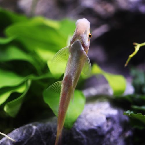 观赏鱼活体金苔鼠淡水热带鱼清道夫青苔鼠鱼缸清洁工具鱼除藻底栖