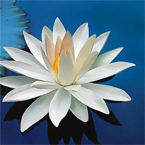 花开富贵头像 适合妈妈们用的高清好看花开富贵图片微信头像_微信头像