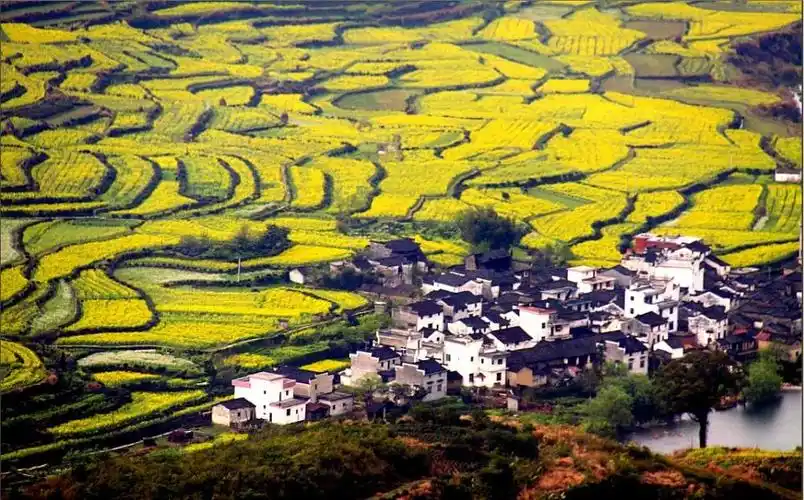"阳春三月,相约婺源油菜花田"~想去的小伙伴们,尽早订票哦