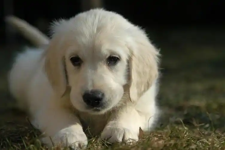 puppy chillin"壁纸1366x768分辨率查看