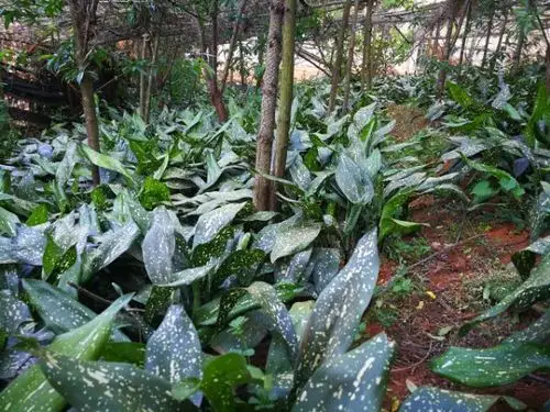 云南文山端午节新鲜花粽子叶 箸叶 粽粑叶 粽叶 可批发