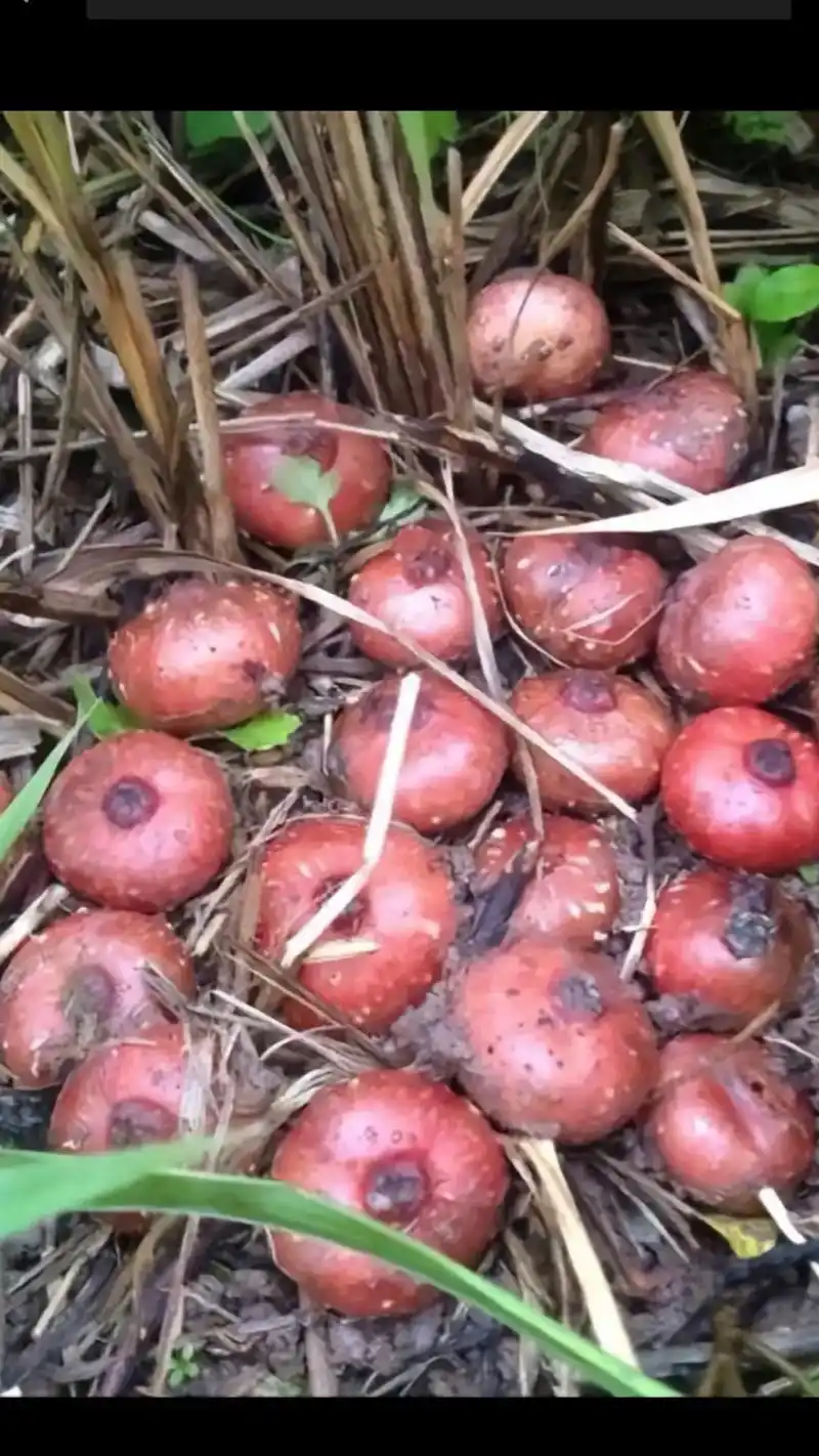 在农村里,小时候家里穷,没有零食可吃 ,就去山上寻一些野果子 - 抖音