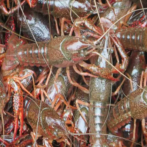 一堆龙虾是活虾图片来源网络