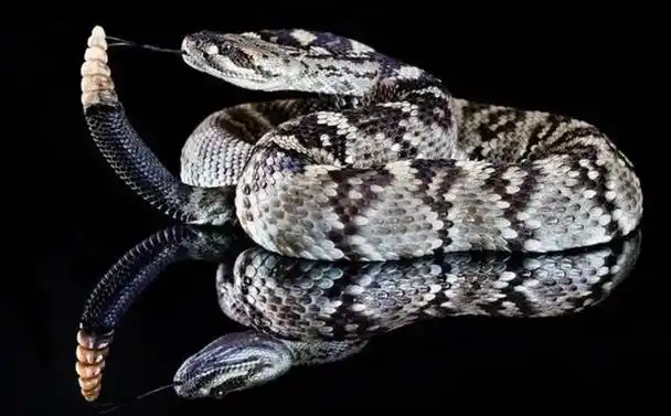 响尾蛇是一种有毒的蛇,分布在美洲大陆的多种栖息地中.