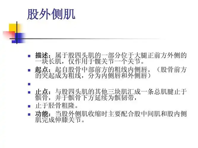 描述:属于股四头肌的一部分位于大腿正前方外侧的 一块长肌,仅作用于