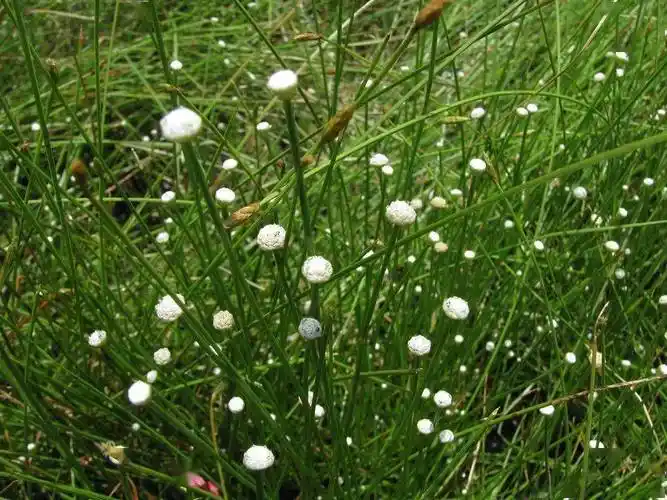 中药小课堂谷精草