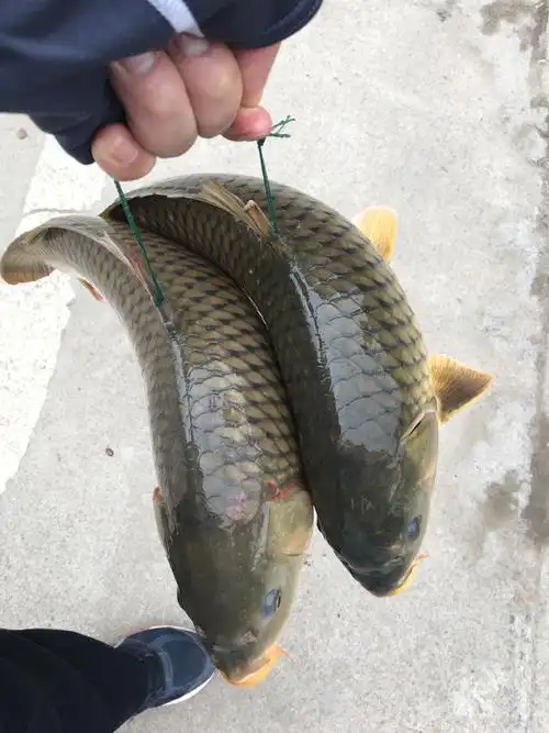 因为爱情-两条河鱼的故事