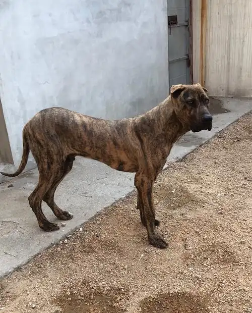 出售库达小公 - 库达犬交易 - 猛犬俱乐部-中国具