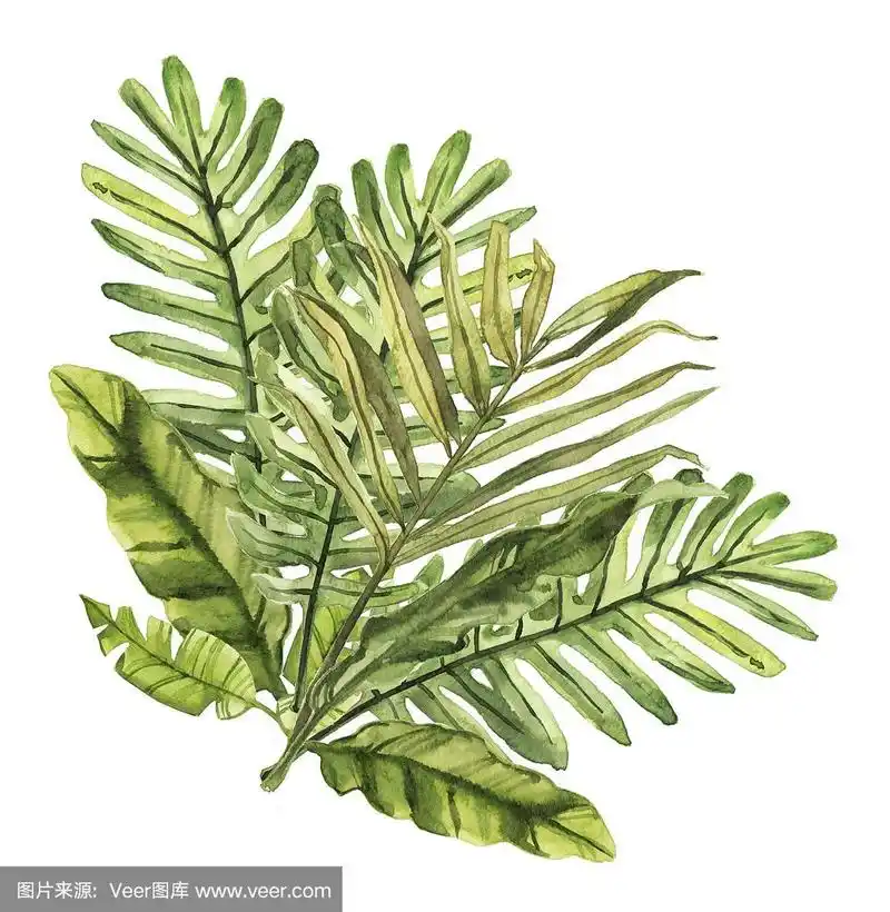 水彩手绘热带雨林,热带树叶和花卉植物插图孤立在白色的背景