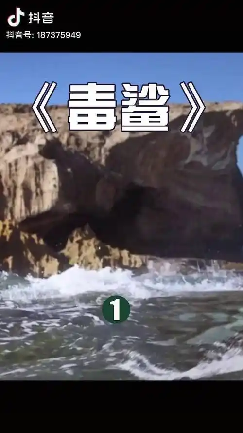 宅家dou剧场我的观影报告毒鲨