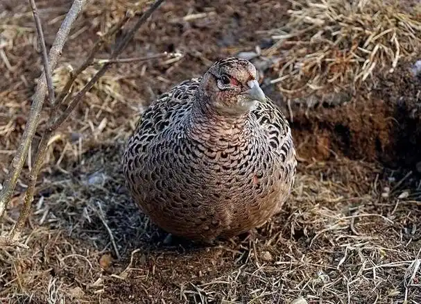 花生等农作物,都让野鸡偷吃了,野猪给拱了,损失有点大,山上种的果树