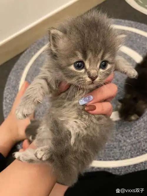 蓝猫和布偶的崽