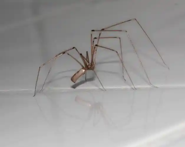 蜘蛛,蛛形纲动物,双腿,昆虫,何瑞克宁,高清图片-回车素材