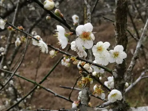 (元月六日,揭西坪上西坑赏梅)