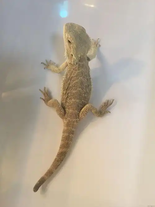 超低价出几个鬃狮蜥.