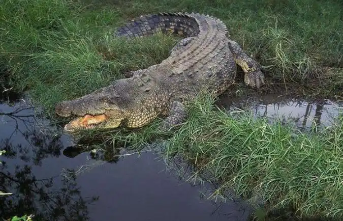 湾鳄,鳄科鳄属的一种鳄鱼.