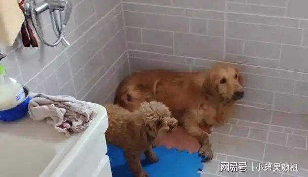 黑龙江8岁以上的金毛皮肤腐烂尿血狗主也不治小哥可怜