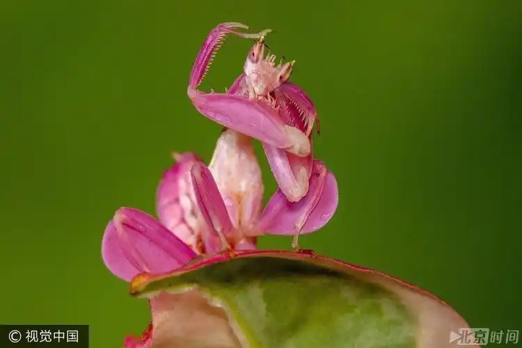 罕见!世界最美螳螂"兰花螳螂"