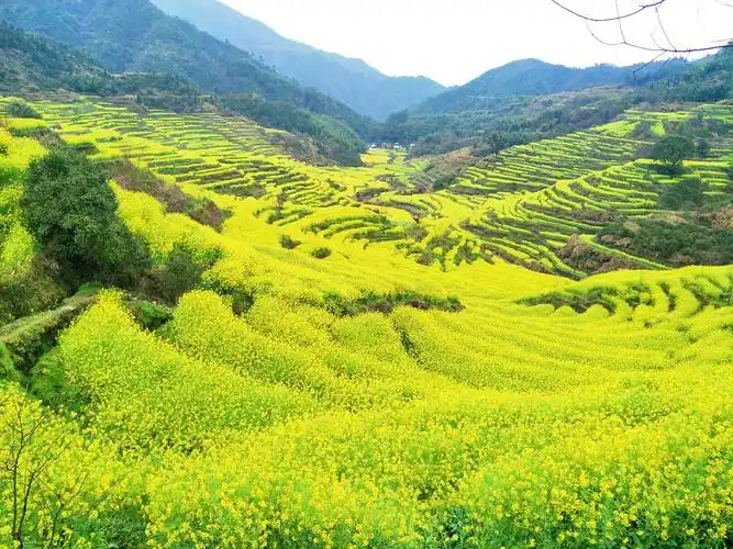 江西婺源·篁岭·油菜花的季节