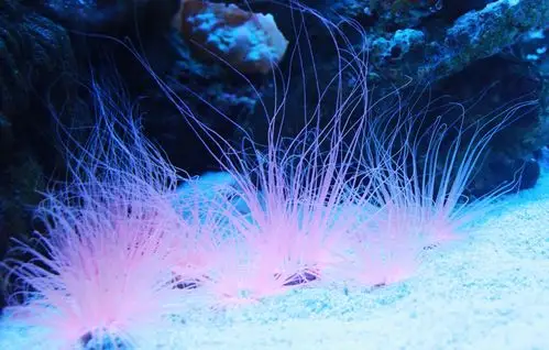 长沙海底世界的珊瑚海美呆