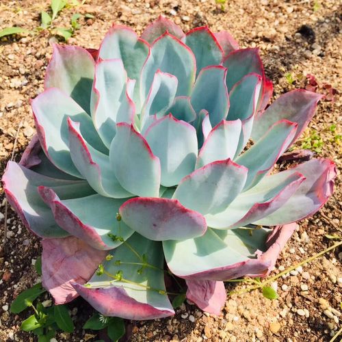 植物盆栽蓝光广寒晚霞多肉大单头萌肉花卉三仙多肉植物