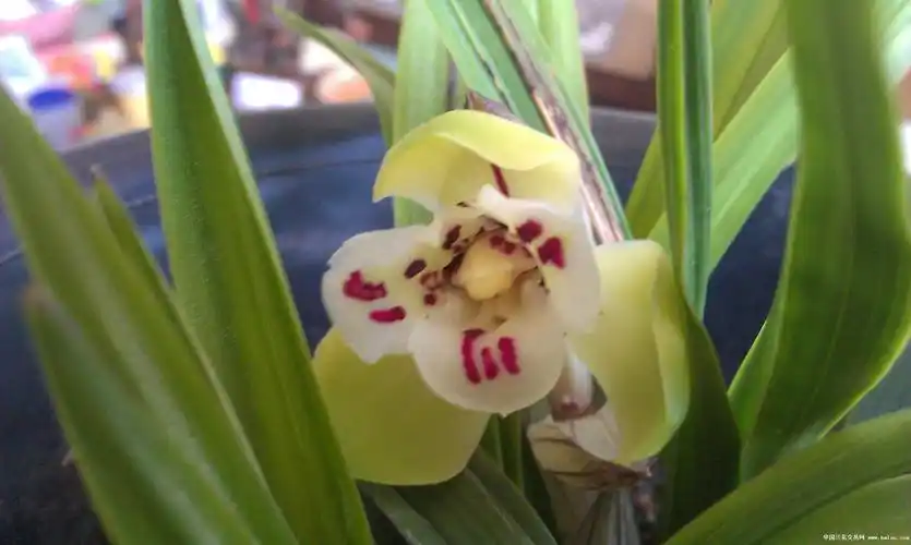 春兰花开之三圣