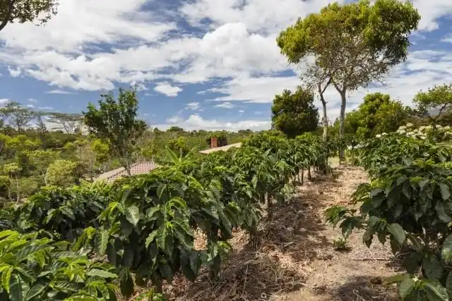 野生咖啡原生种介绍利比里亚阿拉比卡和罗布斯塔咖啡种属对比