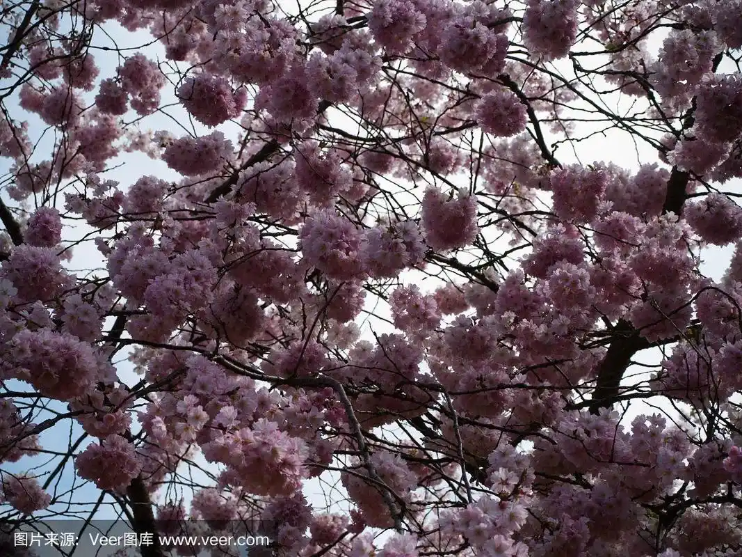 great white cherry,天空,水平画幅,无人,户外