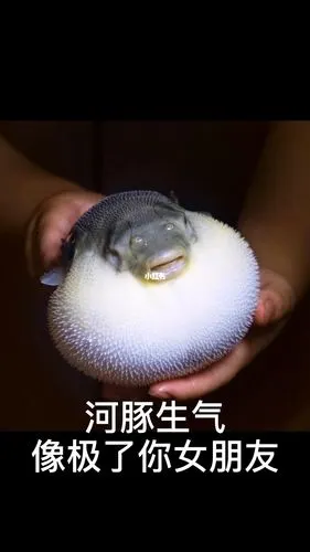 河豚生气像极了你女朋友色牛字头的蛤蟆牛