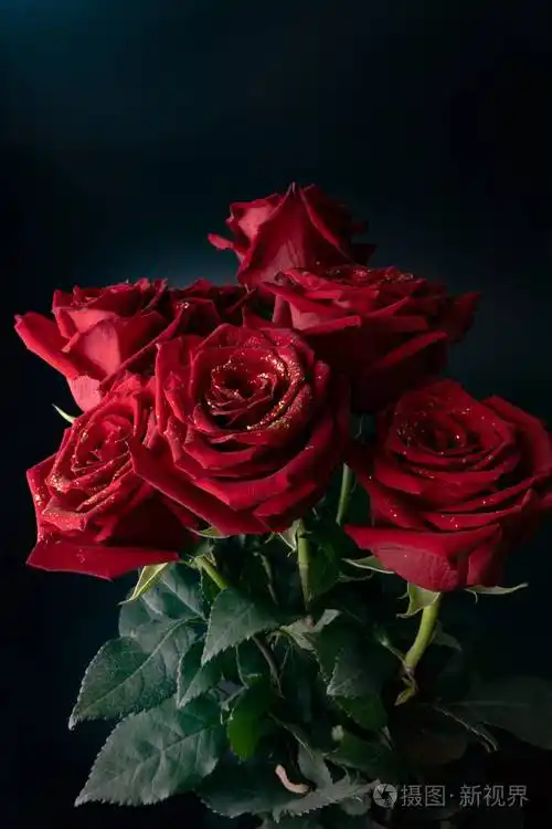 房间里有花瓣上闪闪发光的精致玫瑰恳求