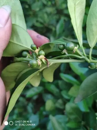 柑橘4月保花保果要点分析:减少生理落果,提高座果率,挂果率至少翻十倍