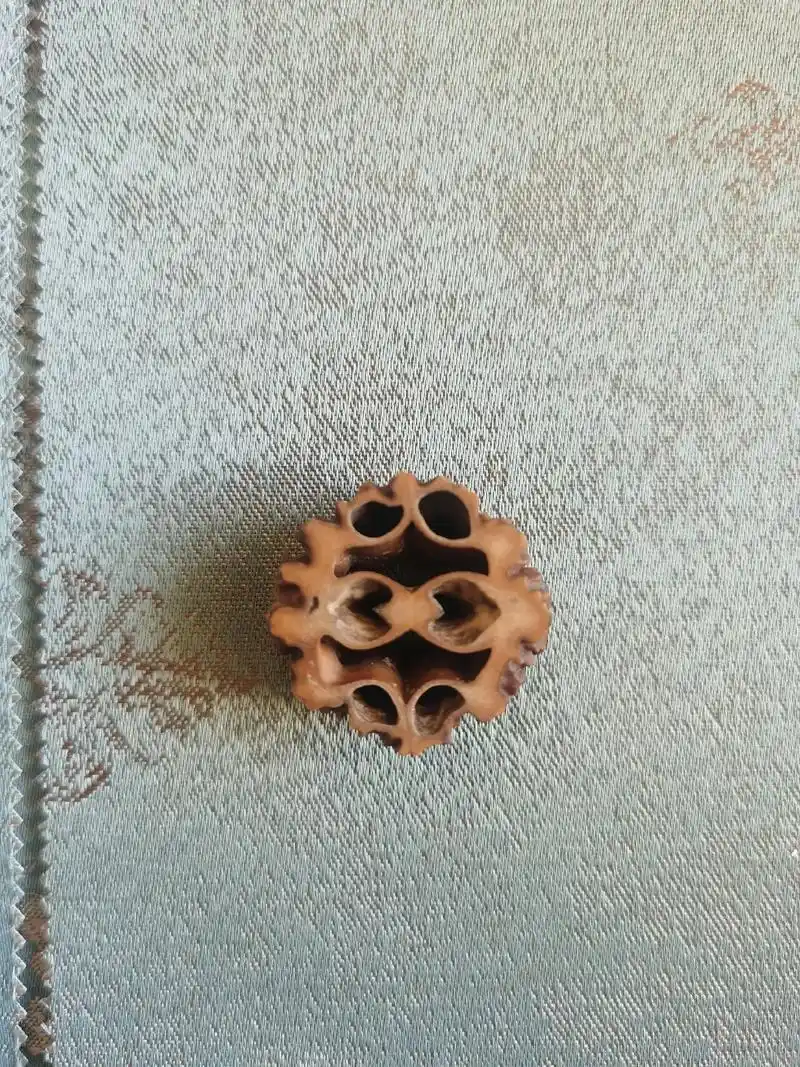 疫情期间在家里做的核桃切片,可以做装饰物和工艺品配件.@#文 - 抖音