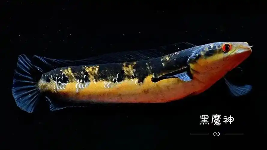 红眼蛇头大型雷龙黑魔神鱼