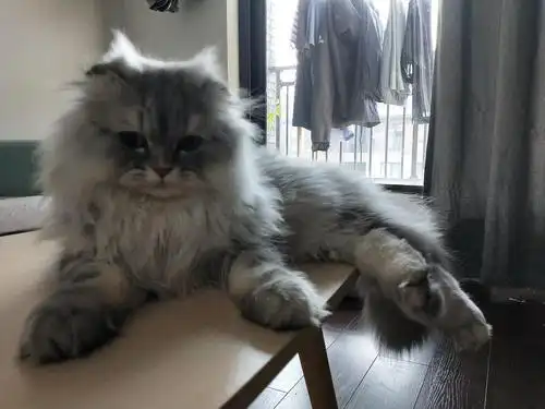 虎斑高地小猫,低价找领养