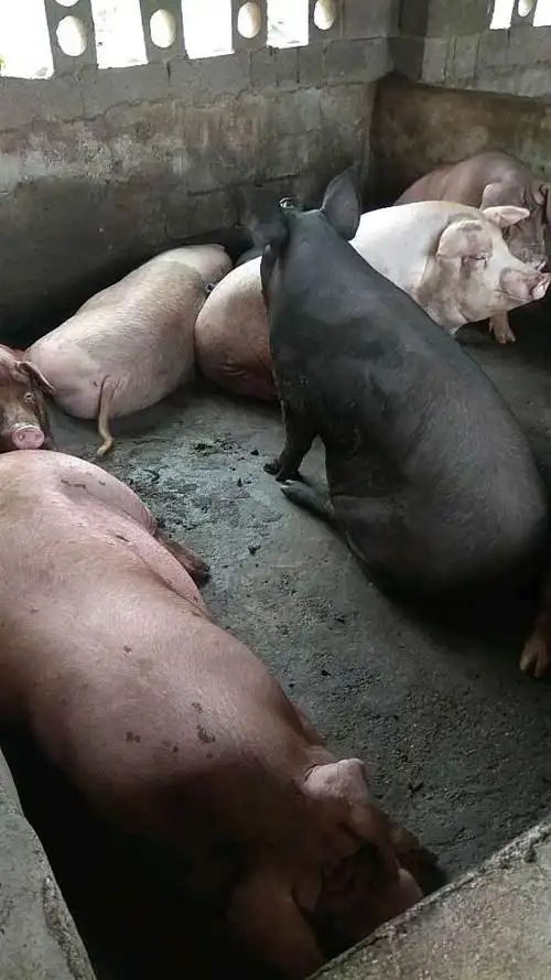 广西玉林市博白县供应内三元生猪