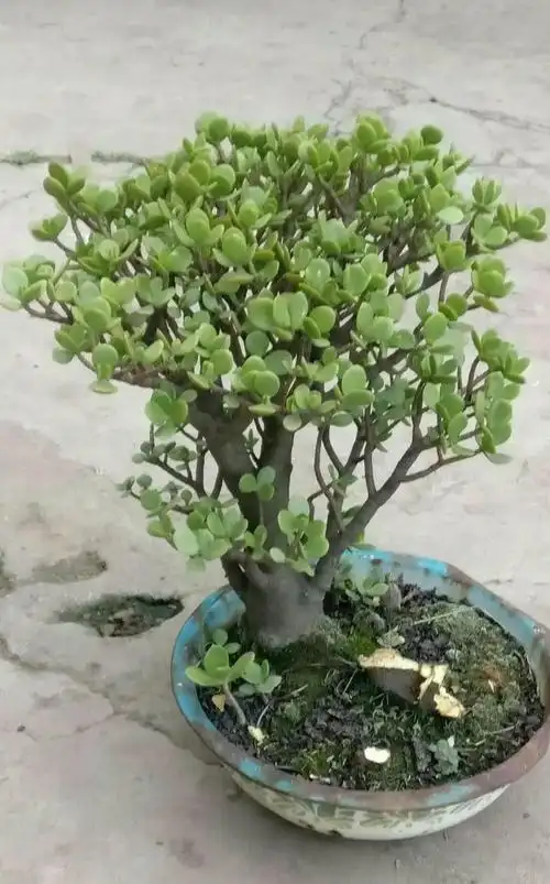 养玉树就得剪2种常见造型越剪越好看