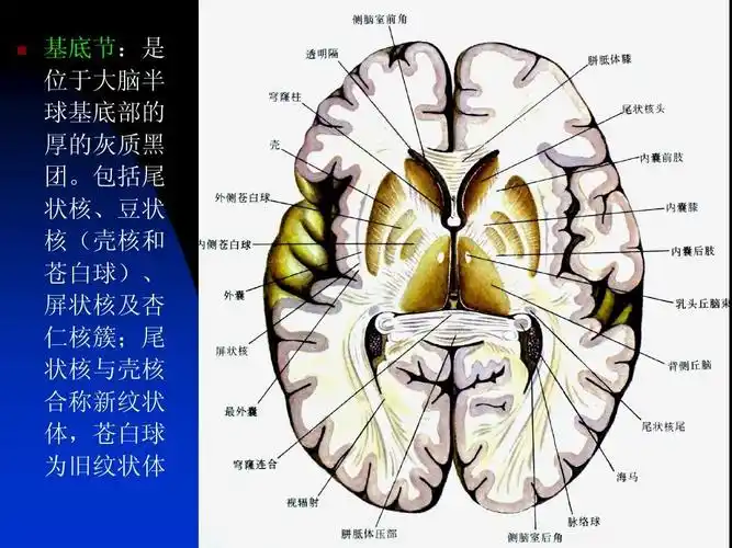 断层解剖学课件1断层--头部ppt