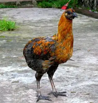 这种品种的土鸡,谁买谁亏钱!