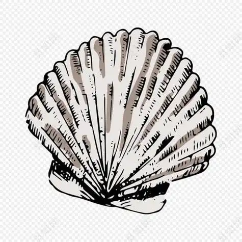 蚌的简笔画河蚌简笔画带颜色颜色 贝壳的画法步骤简笔画图片贝壳里的