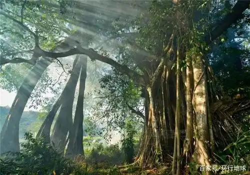 国内最大的榕树:高40米,树冠能覆盖一个足球场,堪称奇迹