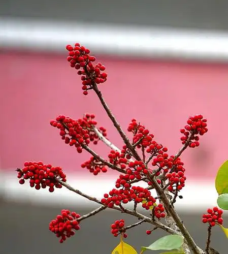 冬青树的果子红红火火