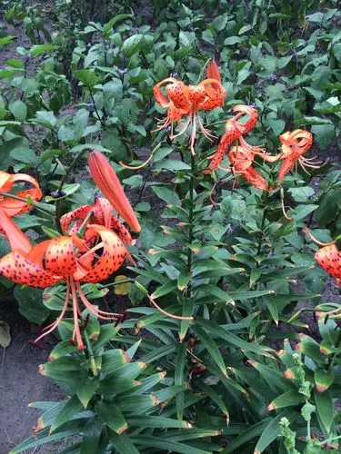 家里小园子里的卷帘花