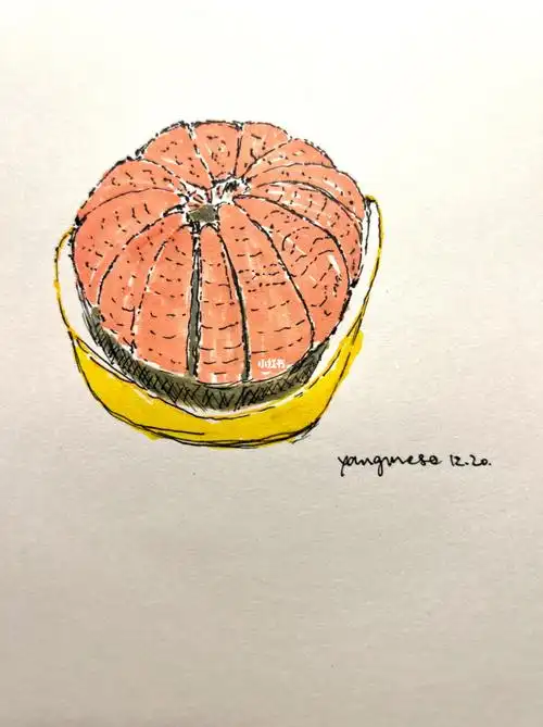 今天画点什么31柚子