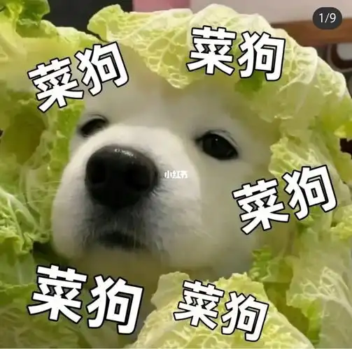 我摊牌了我真的很菜