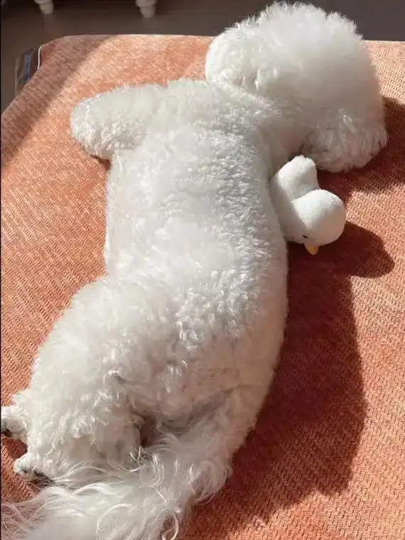 我家比熊神经炎瘫痪了,15天就被救了回来!