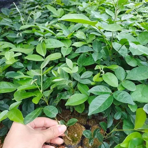 毕节牛大力正宗牛大力苗抗早能力强结薯快