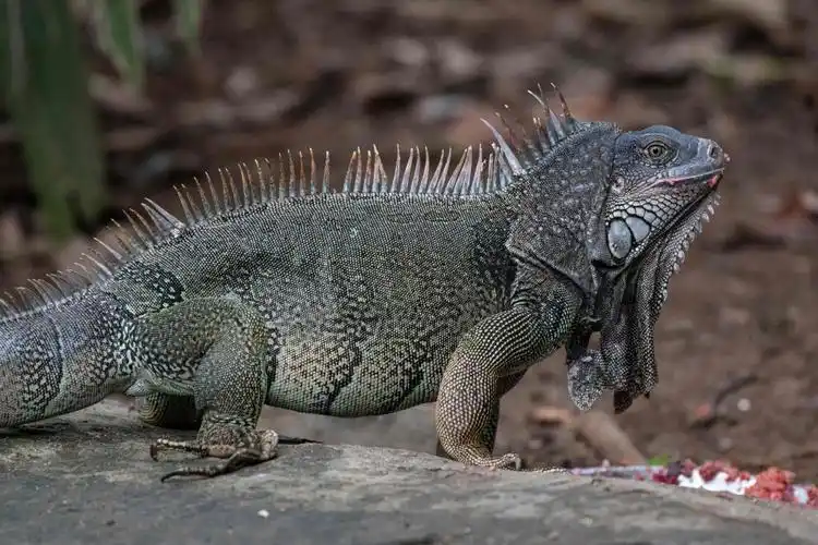 哥斯达黎加:救援中心的野生动物