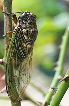 树上的知了图片